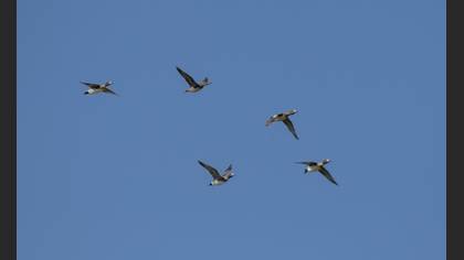 Eurasian Wigeon