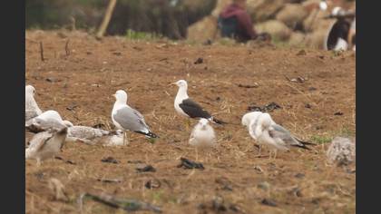 Lesser Black-backed Gull
