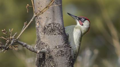 European Green Woodpecker