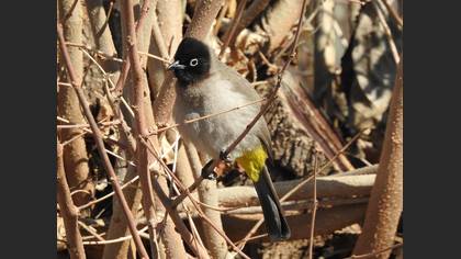 White-spectacled Bulbul