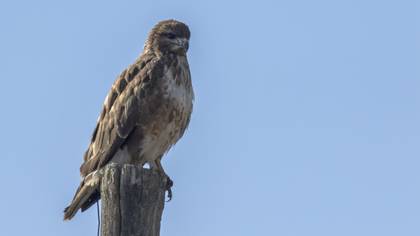 Common Buzzard