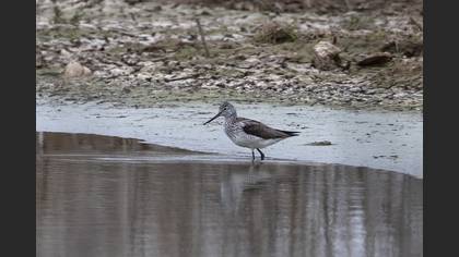 Common Greenshank