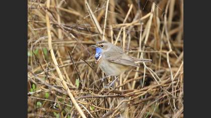 Bluethroat