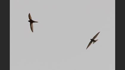 Common Swift