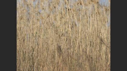 Eurasian Wryneck