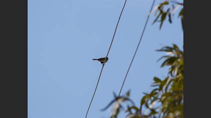 Great Tit