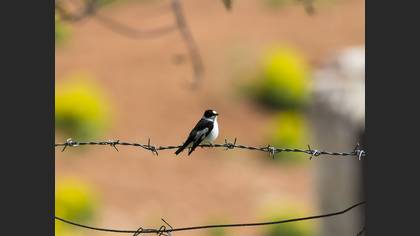Collared Flycatcher
