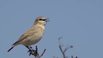 Isabelline Wheatear