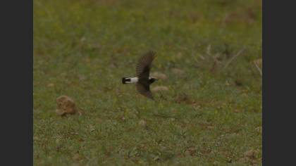 Cyprus Wheatear