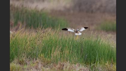 White-tailed Lapwing