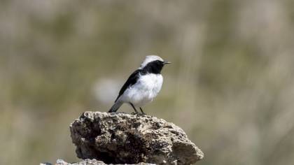Finsch`s Wheatear