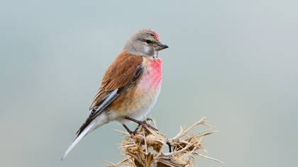 Common Linnet