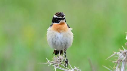 Whinchat