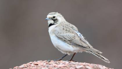 Horned Lark