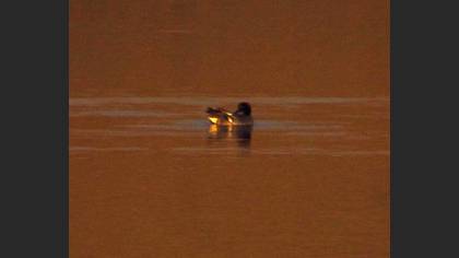 Eurasian Teal