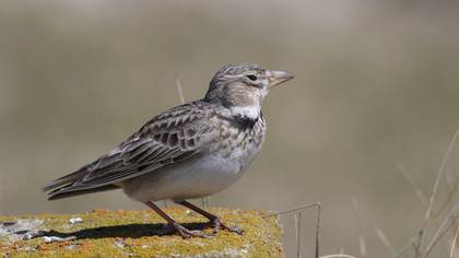 Calandra Lark