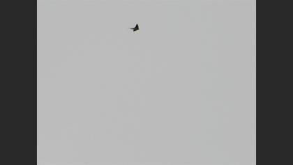 European Red-rumped Swallow