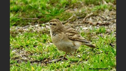 Greater Short-toed Lark
