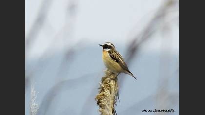 Whinchat