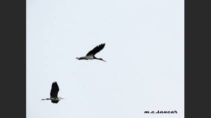 Black Stork