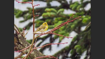 European Serin