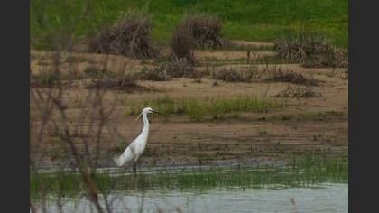 Little Egret