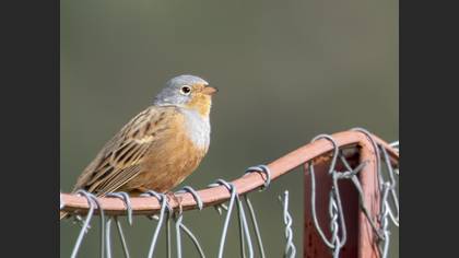 Cretzschmar`s Bunting