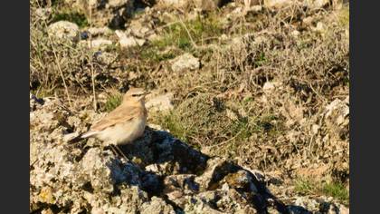 Isabelline Wheatear