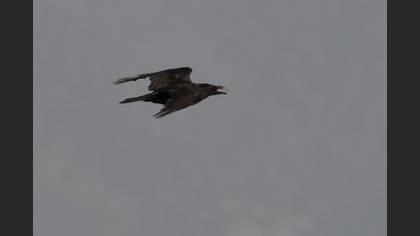 Northern Raven