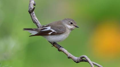 Collared Flycatcher