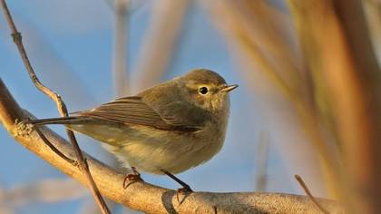 Common Chiffchaff