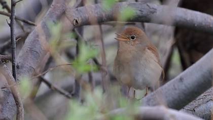 Common Nightingale