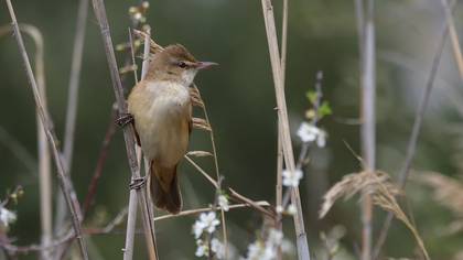 Great Reed Warbler