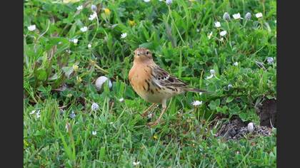 Red-throated Pipit