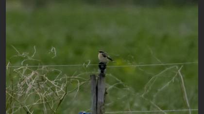 Whinchat