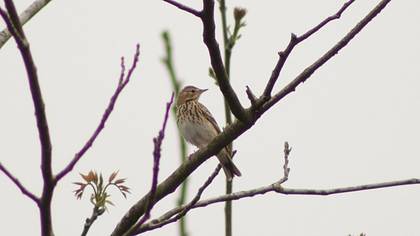 Tree Pipit