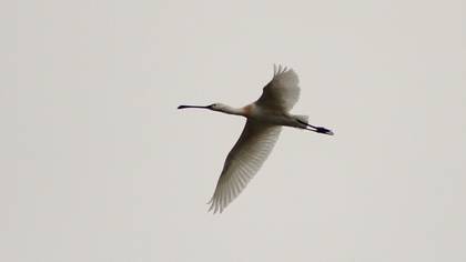 Eurasian Spoonbill