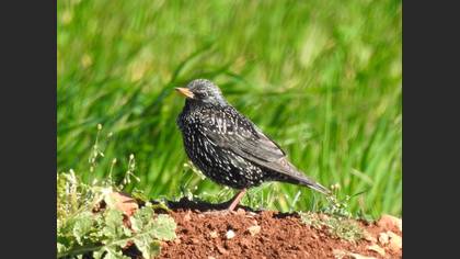 Common Starling