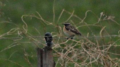Whinchat