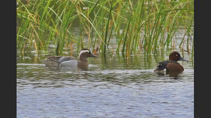 Garganey