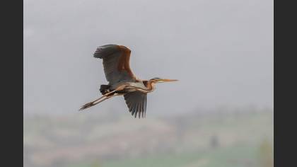 Purple Heron