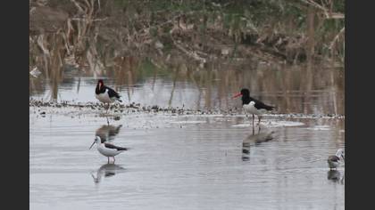 Eurasian Oystercatcher
