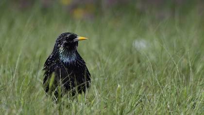 Common Starling