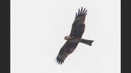 Black Kite