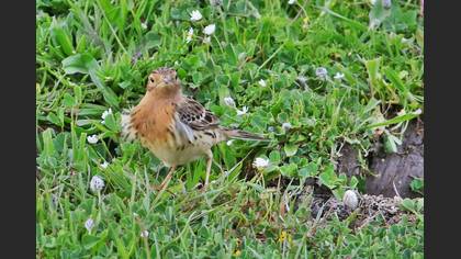 Red-throated Pipit