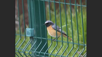 Common Redstart