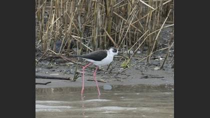 Black-winged Stilt