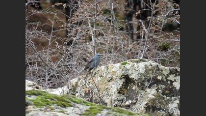 Blue Rock Thrush