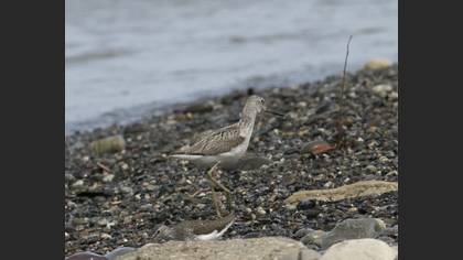 Common Greenshank