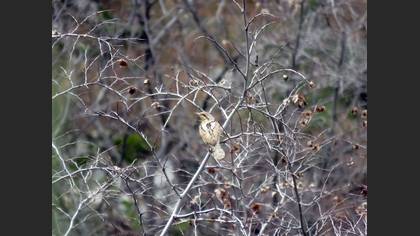 Eurasian Wryneck